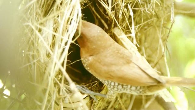 Волки Окружили Огромного Бизона смотреть онлайн