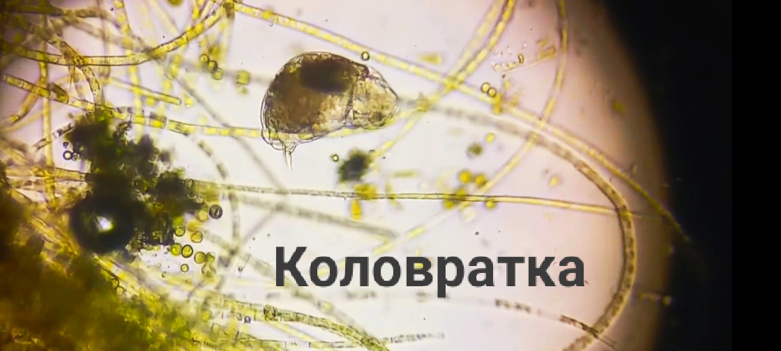 Посмотри в микроскоп