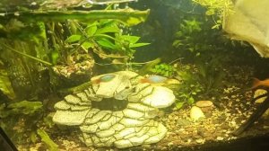 Лечение Аквариумных рыб. Лечим рыбок, Лечение рыбы, Лекарство, Esha 2000 - Антибиотик, Болезни рыб.