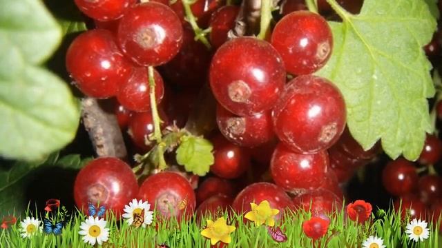 Смородина красная Фертоди ? Обзор: посадка и уход. крупномеры смородины: описание и особенности смотреть онлайн