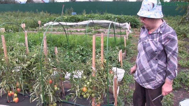 Как спасти томаты от болезней при выращивании в открытом грунте. Лечение фитофторы смотреть онлайн