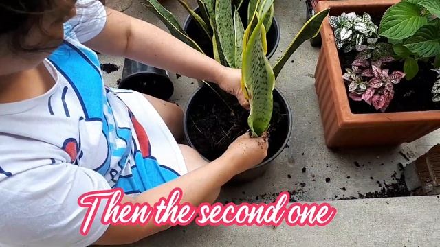 THE EASIEST WAY TO PROPAGATE VARIEGATED SNAKE PLANT / SANSEVIERIA TRIFASCIATA LAURENTII смотреть онлайн