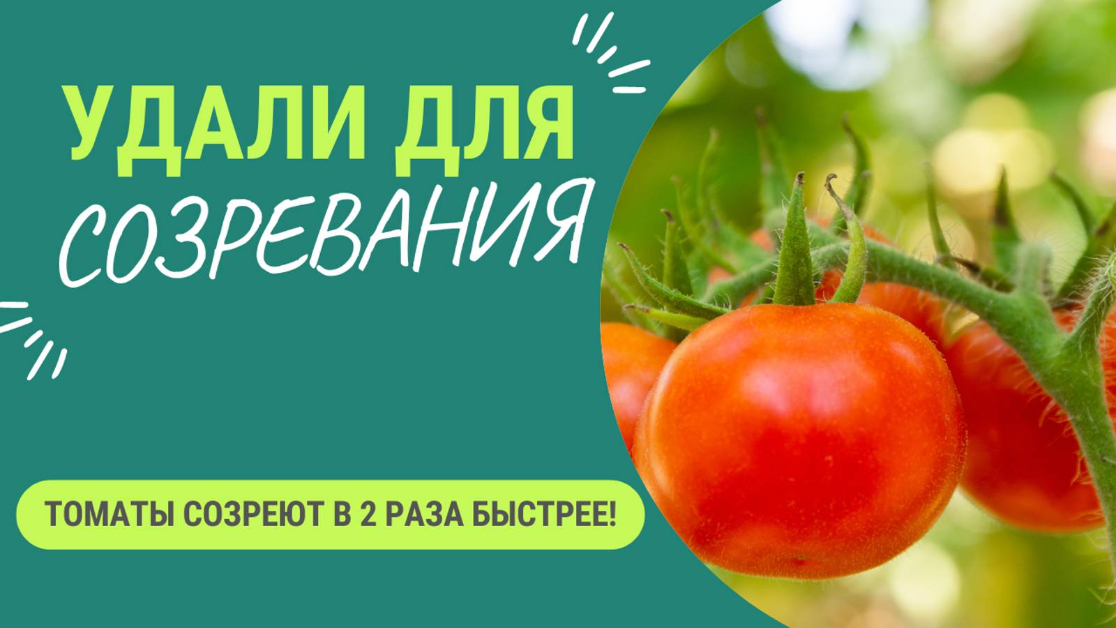 Если удалить этот побег у томата, то 🍅 созреют в 2 раза быстрее! смотреть онлайн