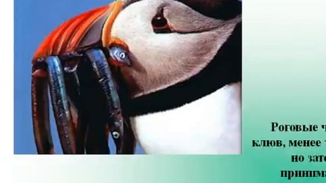 Внешнее строение птиц. Строение перьев.AVI смотреть онлайн