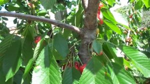 Правильная обрезка черешни - КОГДА?