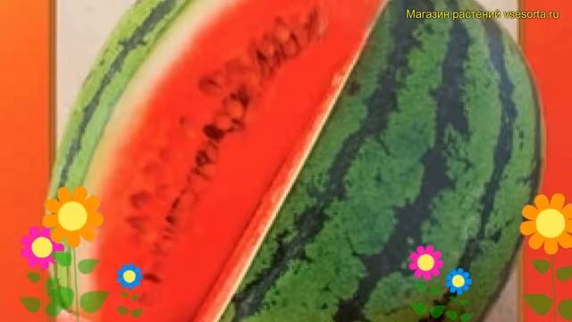 Арбуз. Краткий обзор, описание характеристик, где купить семена citrullus lanatus Синчевский смотреть онлайн