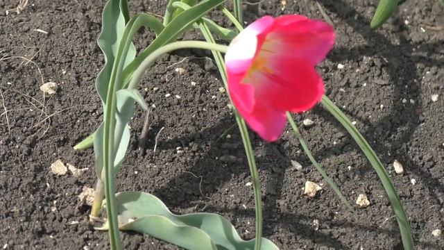 Тюльпан Шренка в Крымской степи. смотреть онлайн