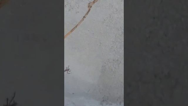 Паук хрестовик смотреть онлайн