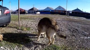 Волк, волкособ АТАКА !!!