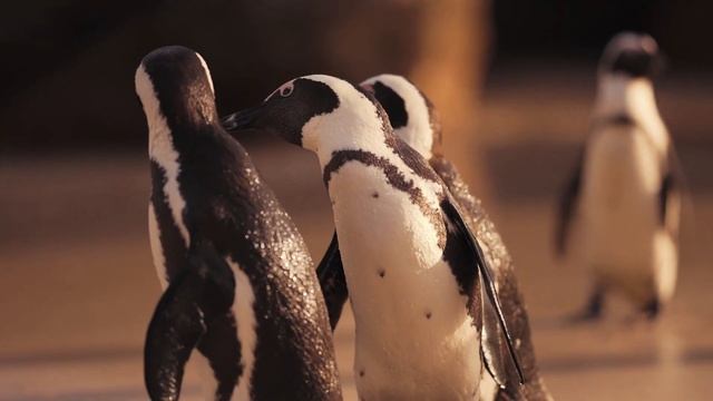 Мир фактов. Пингвин - птица или животное?Интересные факты о пингвинах. смотреть онлайн