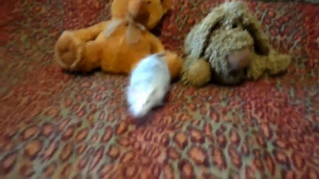 Как выбрать ручную крысу? 🐁✨ смотреть онлайн