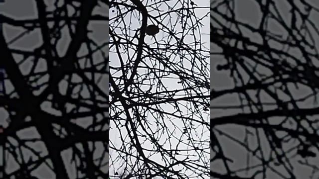 Сибирь.Барнаул.Необычная кормушка. смотреть онлайн