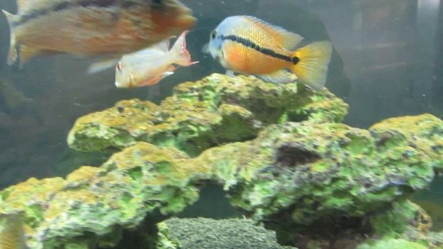 Никарагуанская цихлозома и вьеха аргентия смотреть онлайн