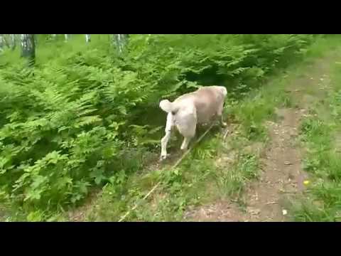 Прогулка поутру. смотреть онлайн