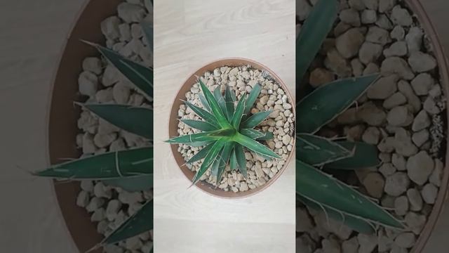 AGAVE VİCTORİA (KRALİÇE AGAVE)BAKIMI HAKKINDA BİLGİLER смотреть онлайн