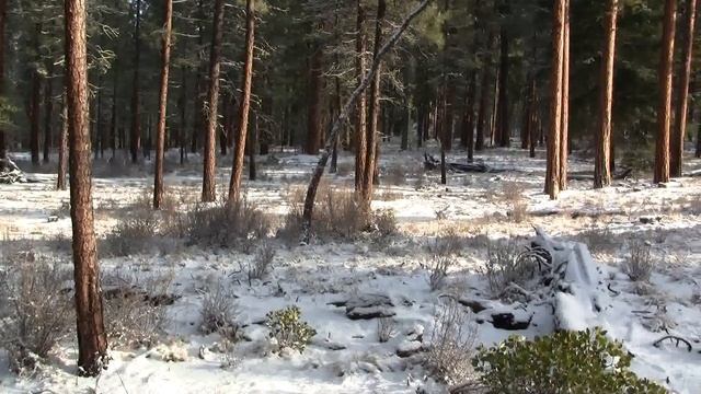 Pacific Ponderosa Pine Forest. Желтая сосна, Орегон, США (210sp) смотреть онлайн