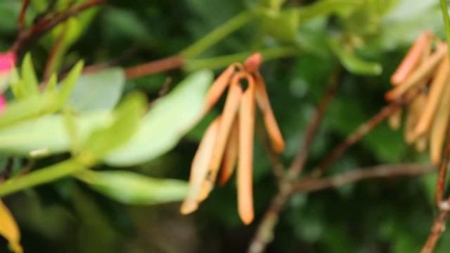 Botryosphaeria Dieback - Common Plant Diseases in the Landscape and Garden смотреть онлайн