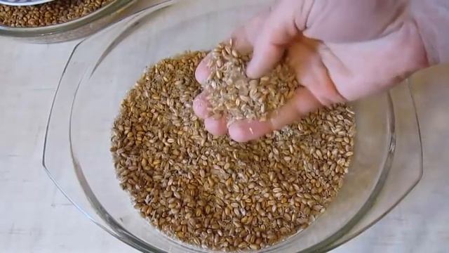 Негативный опыт покупки зерна на кутью смотреть онлайн