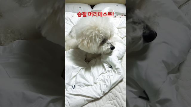 그래에 승질머리 테스트!!ㅋㅋ смотреть онлайн