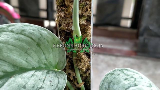 Skindapsus Silver Splash смотреть онлайн