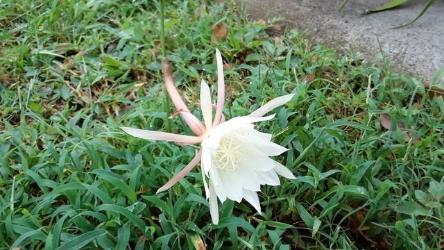 My Epiphyllium Oxypetalum- Queen of the night cactus is starting to flower смотреть онлайн