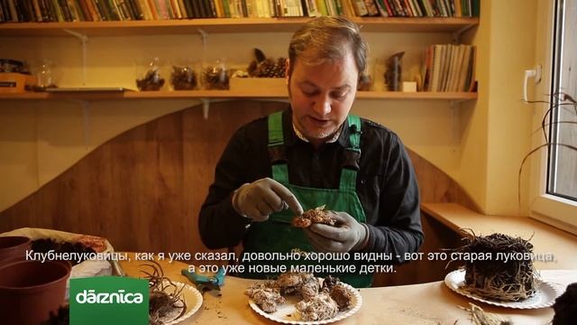 Augu pavairošana смотреть онлайн