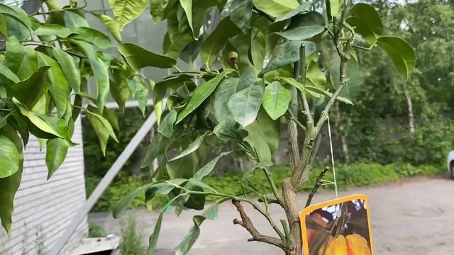 Обзор апельсины, померанцы смотреть онлайн