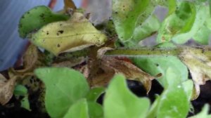 Черная ножка и другие болезни Петунии. Как вылечить цветок.