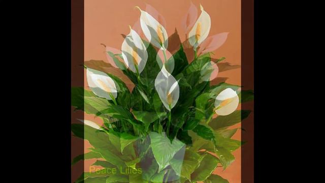 Beautiful Indoor Plants For Decorating Your Home or Office.Part 1| ഇൻഡോർ പ്ലാന്റ്സ് അവയുടെ പേരുകളും смотреть онлайн