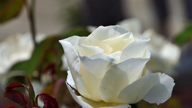 Строительные Параллели