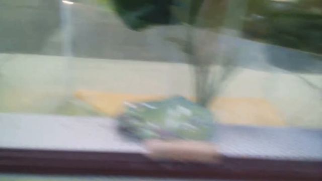 Животных очень много их не перещетаешь смотреть онлайн