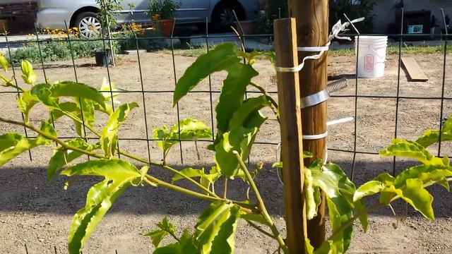 Passion Fruit смотреть онлайн
