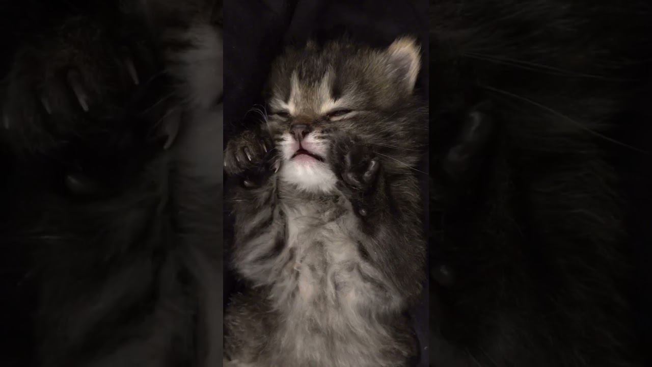 Сон художника смотреть онлайн