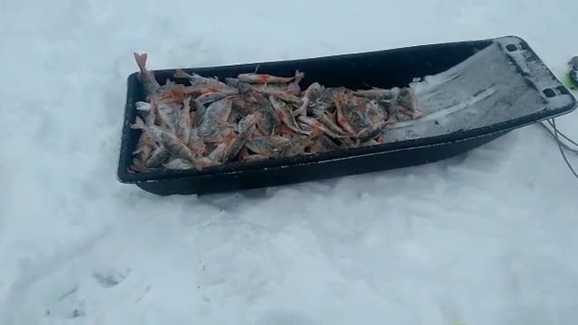 Улов окуня за полдня. смотреть онлайн