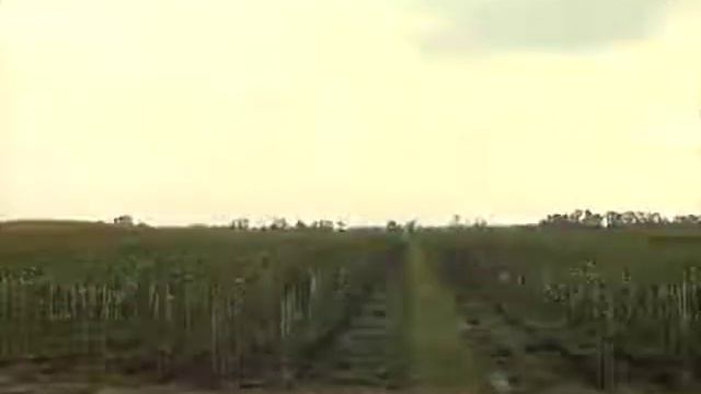 ООО "Агро-Центр" Выращивание саженцев смотреть онлайн