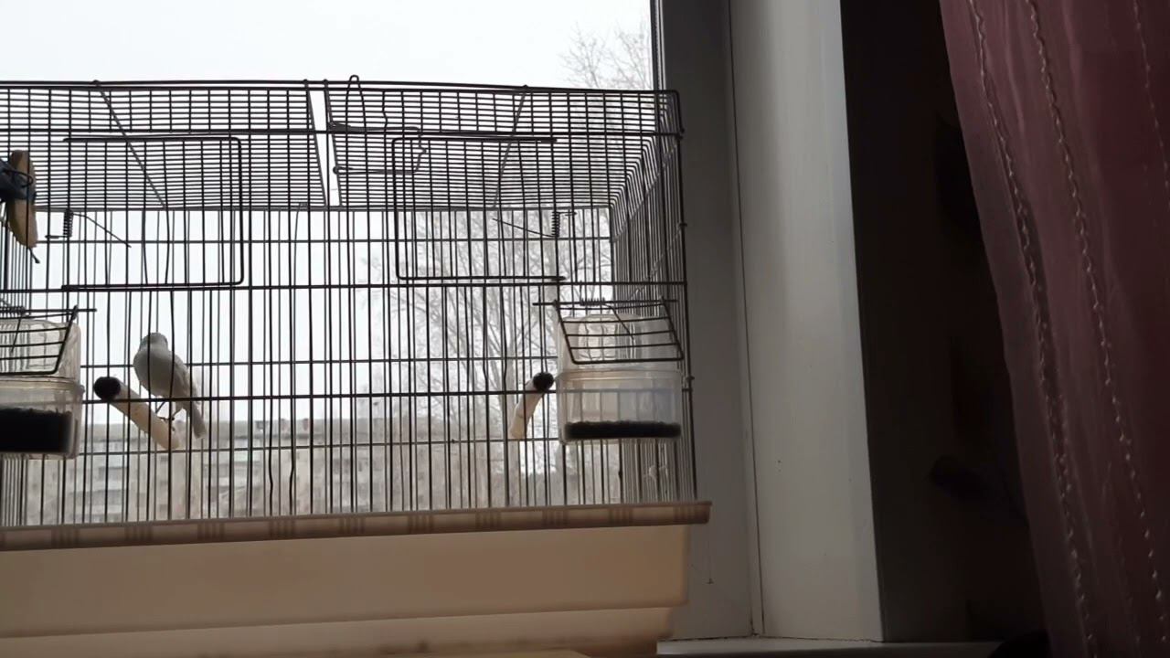 Молодой кенаришка начинает показывать голос. 15.11.2022 год. смотреть онлайн