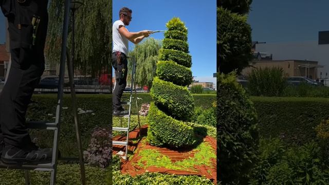 Cupressocyparis leylandii castlewellan gold spiral trim with manual shears смотреть онлайн