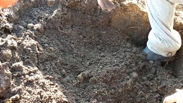 Выкапываем маточный корень ремонтантной ежевики Прайм ян смотреть онлайн