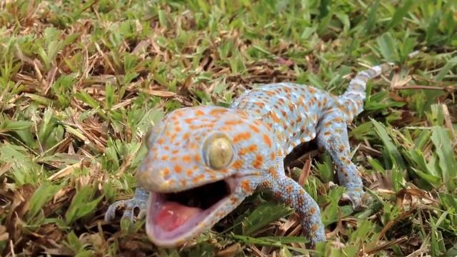Гекконы на Самуи I Gekko смотреть онлайн