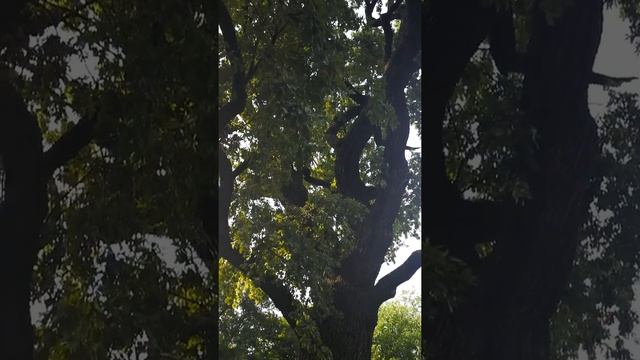 Где в России растёт 600 летний дуб? смотреть онлайн