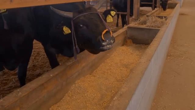 Мраморная говядина. Почему она такая дорогая. смотреть онлайн