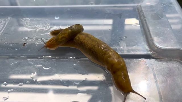 Слизни - брюхоногие моллюски смотреть онлайн