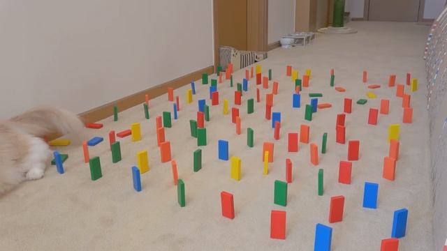 New Obstacle Course Challenge! Can My Cats Avoid The Dominoes? | Kittisaurus