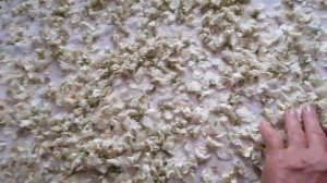 Сушим жасмин.