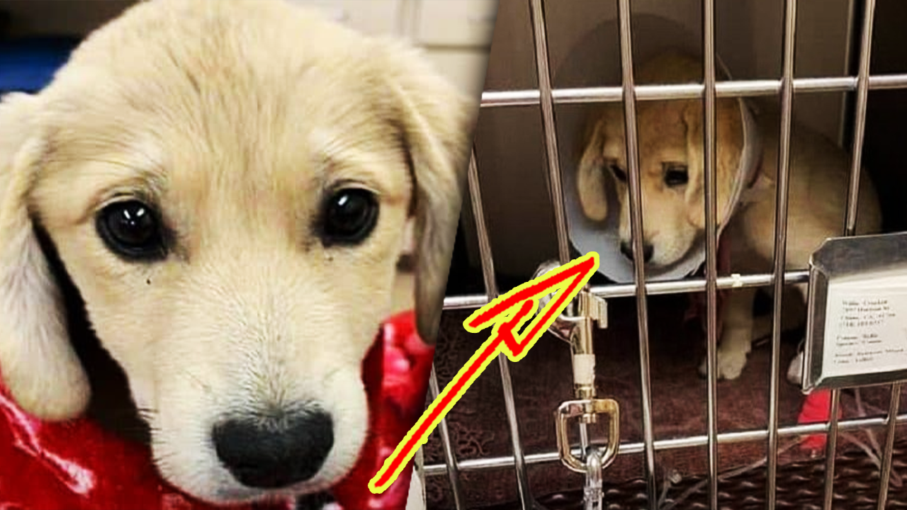 Автомобиль мужчины перевернулся, и собака, сидевшая в салоне, исчезла. Щенка искали 13 дней. смотреть онлайн