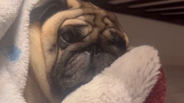 Мопс спит и храпит😴Уставший Барни.АСМР смотреть онлайн
