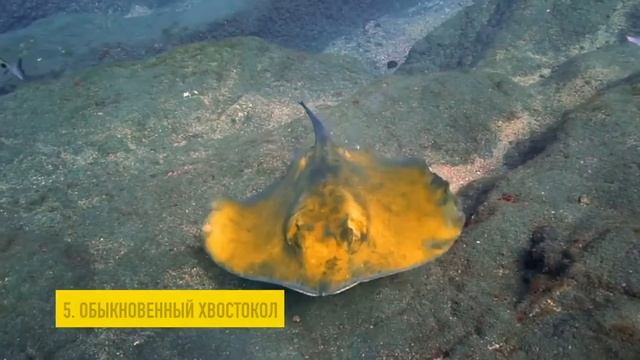 Самые опасные обитатели Черного моря: На кого лучше не наступать и в руки не брать? смотреть онлайн