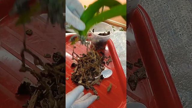 😭🍀🌹Орхидея без корней. Достаём с горшка, удаляем гнилые и сухие корни смотреть онлайн