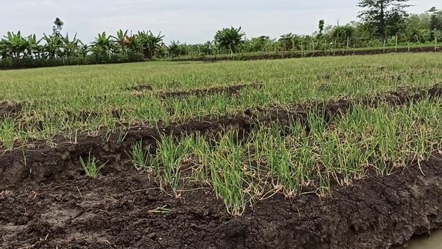 Review Soil PH - Moisture Meter || PH Meter Tanah, VT-05