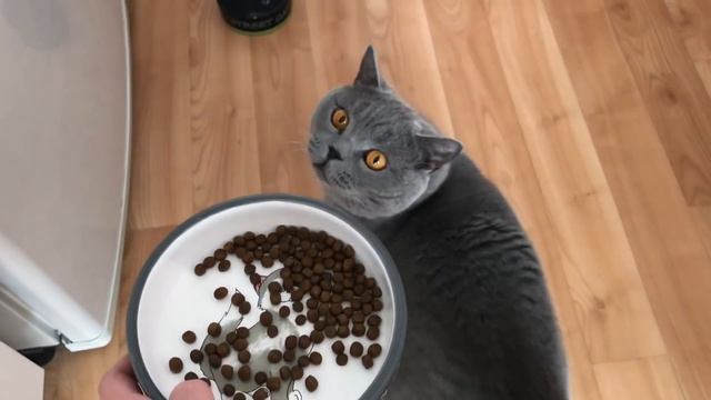 Голодный Котёнок & Взрослый британский кот. / Hungry british cat Harry смотреть онлайн